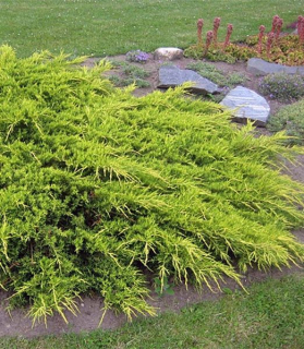 Juniperus × pfitzeriana 'Old Gold' 